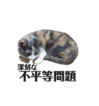 猫ちゃん_スタンプ（個別スタンプ：5）