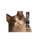 猫ちゃん_スタンプ（個別スタンプ：6）