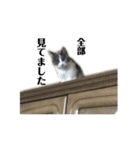 猫ちゃん_スタンプ（個別スタンプ：11）