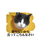 猫ちゃん_スタンプ（個別スタンプ：13）