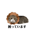 猫ちゃん_スタンプ（個別スタンプ：15）