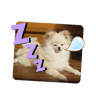 コロとモコのたのしい毎日☆（個別スタンプ：1）