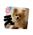 コロとモコのたのしい毎日☆（個別スタンプ：3）