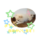 コロとモコのたのしい毎日☆（個別スタンプ：4）