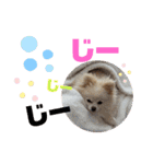 コロとモコのたのしい毎日☆（個別スタンプ：5）