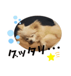 コロとモコのたのしい毎日☆（個別スタンプ：6）