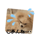 コロとモコのたのしい毎日☆（個別スタンプ：7）