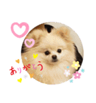 コロとモコのたのしい毎日☆（個別スタンプ：8）