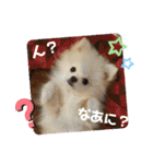 コロとモコのたのしい毎日☆（個別スタンプ：9）