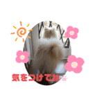 コロとモコのたのしい毎日☆（個別スタンプ：10）