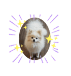 コロとモコのたのしい毎日☆（個別スタンプ：11）