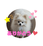 コロとモコのたのしい毎日☆（個別スタンプ：12）