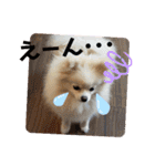 コロとモコのたのしい毎日☆（個別スタンプ：13）