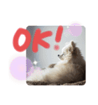 コロとモコのたのしい毎日☆（個別スタンプ：14）