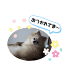 コロとモコのたのしい毎日☆（個別スタンプ：15）