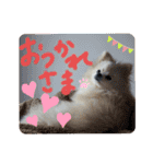 コロとモコのたのしい毎日☆（個別スタンプ：19）
