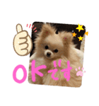 コロとモコのたのしい毎日☆（個別スタンプ：20）