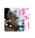 コロとモコのたのしい毎日☆（個別スタンプ：23）