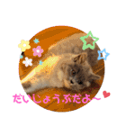 コロとモコのたのしい毎日☆（個別スタンプ：24）