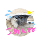 コロとモコのたのしい毎日☆（個別スタンプ：25）