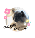 コロとモコのたのしい毎日☆（個別スタンプ：27）
