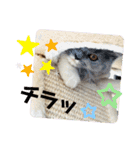 コロとモコのたのしい毎日☆（個別スタンプ：28）