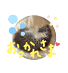 コロとモコのたのしい毎日☆（個別スタンプ：30）