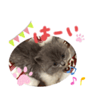 コロとモコのたのしい毎日☆（個別スタンプ：31）