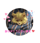 コロとモコのたのしい毎日☆（個別スタンプ：36）