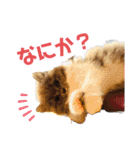 コロとモコのたのしい毎日☆（個別スタンプ：40）