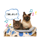 チョコミルスタンプ2（個別スタンプ：11）