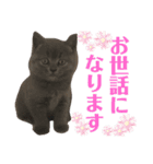 仲良しブリちゃんfamily♡敬語編（個別スタンプ：6）