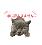 仲良しブリちゃんfamily♡敬語編（個別スタンプ：10）