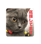 仲良しブリちゃんfamily♡敬語編（個別スタンプ：15）