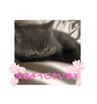 仲良しブリちゃんfamily♡敬語編（個別スタンプ：19）