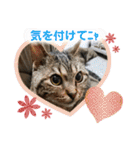 marin＆kohakuの気持ち②（個別スタンプ：11）