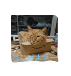 とらとみぃ（個別スタンプ：1）