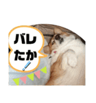 ROXY感情表現（個別スタンプ：8）
