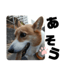 ROXY感情表現（個別スタンプ：12）