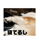ROXY感情表現（個別スタンプ：21）