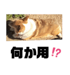 ROXY感情表現（個別スタンプ：23）