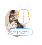 ふくたまゆめの日常①（個別スタンプ：5）