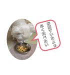 ウェスティネネの日常（個別スタンプ：1）