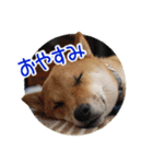 柴犬の楓太朗 02（個別スタンプ：2）