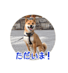 柴犬の楓太朗 02（個別スタンプ：5）