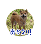 柴犬の楓太朗 02（個別スタンプ：6）