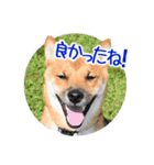 柴犬の楓太朗 02（個別スタンプ：7）