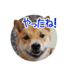 柴犬の楓太朗 02（個別スタンプ：8）