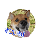 柴犬の楓太朗 02（個別スタンプ：9）