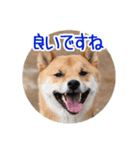 柴犬の楓太朗 02（個別スタンプ：10）